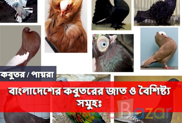 বাংলাদেশের কবুতরের জাত ও বৈশিষ্ট্য দাম সমুহঃ