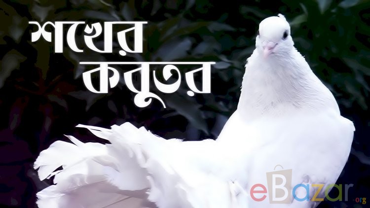 কবুতরের জাত, রোগ ব্যাধি, জীবনকাল ও বৈশিষ্ট্য সমুহঃ