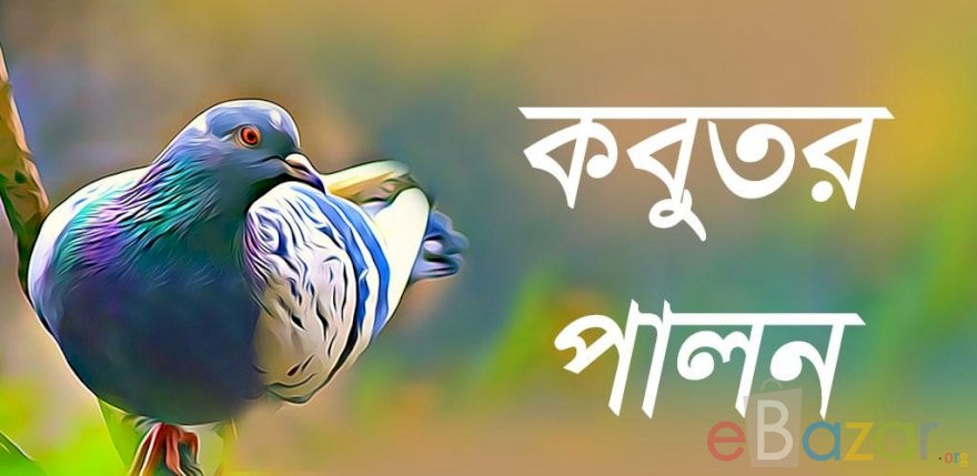কবুতর পালন পদ্ধতি কবুতরের ঘর ও ছবি