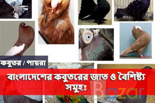 বাংলাদেশের কবুতরের জাত ও বৈশিষ্ট্য দাম সমুহঃ