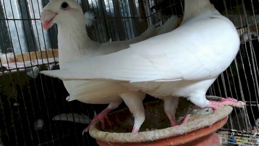 বিউটি হোমা ৫ জোড়া কবুতর বিক্র হবে