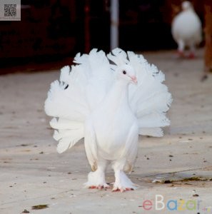 ময়ুর / ফ্যানটেল / লক্ষা রানিং পেয়ার কবুতর বিক্র হবে